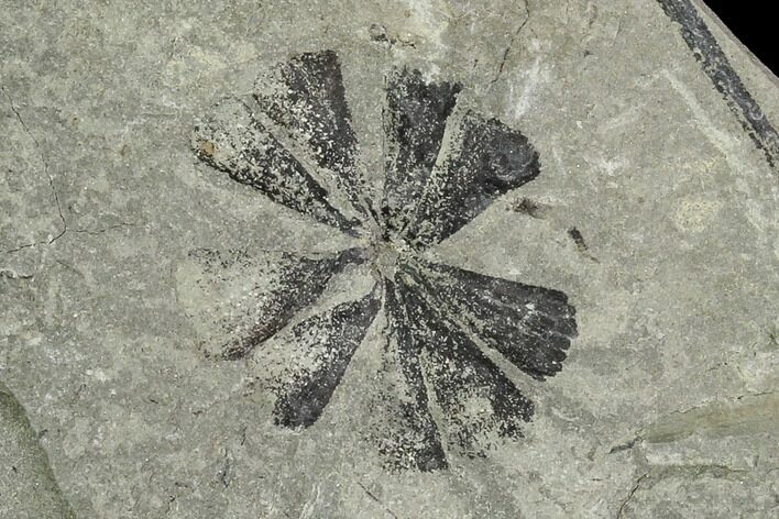 Pennsylvanian Fossil Horsetail (Sphenophyllum) Whorl - Kentucky #112894